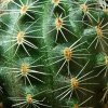 Rebutia_ pygmaea _'friedrichiana' WR757a _03